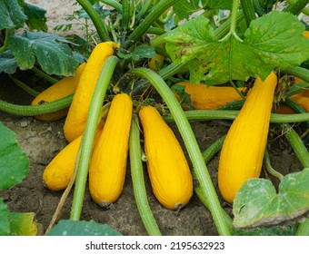 Yellow Squash And Plant In The Farm Field   