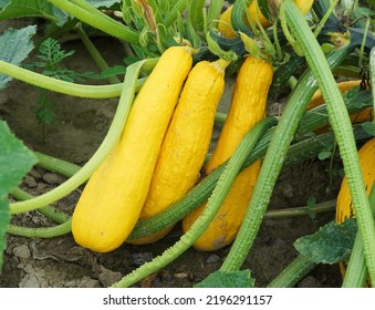 Yellow Squash And Plant In The Farm Field   