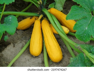 Yellow Squash And Plant In The Farm Field             