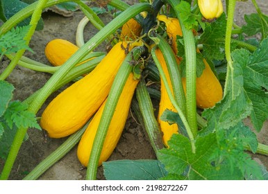 Yellow Squash And Plant In The Farm Field             