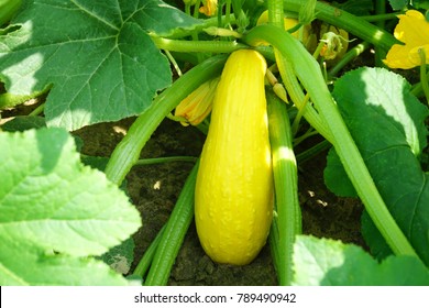 Yellow Squash And Plant In The Farm Field