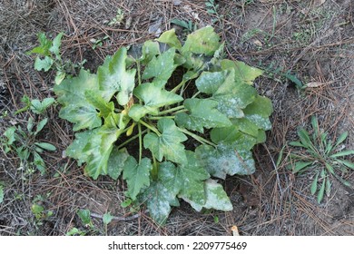 Yellow Squash Plant In A Garden