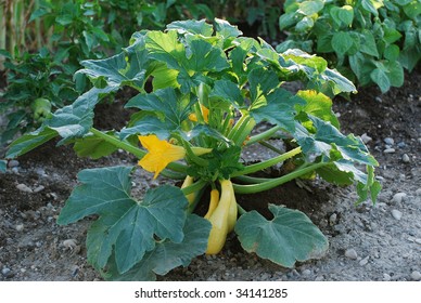 Yellow Squash Plant Growing In A Garden With Green Peppers And Beans.