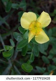 Yellow St. Johnswort, Growing In A Pine Savanna Is A Valuable Food Source For Pollinators.