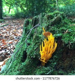 Yellow Stagshorn Mushroom Growing In Alice Holt Forest Near Farnham, Surrey