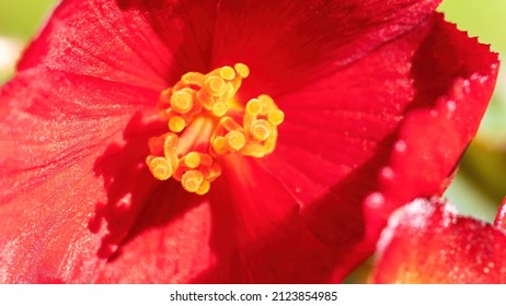 12,930 imágenes de Red begonia bloom - Imágenes, fotos y vectores de stock  | Shutterstock