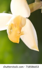 6 Stanhopea tricornis Images, Stock Photos & Vectors | Shutterstock