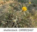 Yellow star thistle close up macro. Centaurea solstitialis, St. Barnaby