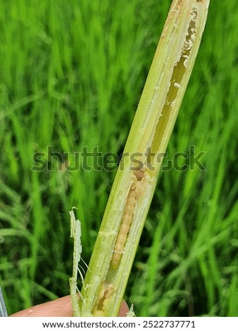 The yellow stem borer is a type of insect pest that commonly affects rice crops. This pest infests rice plants by tunneling into the stems, disrupting the flow of nutrients and water within the plant.
