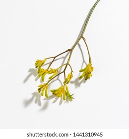 Yellow stem of kangaroo plant on white