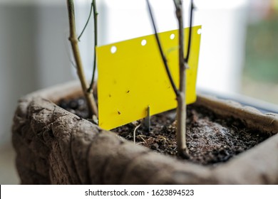 A Yellow Sticker As A Fly Trap In A Flowerpot.