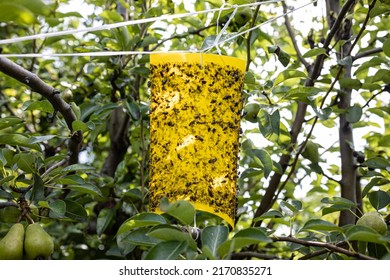 Yellow Sticky Insect Trap in the garden - Shutterstock ID 2170835271
