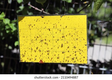 Yellow Sticky Insect Trap - used in monitoring and trapping of plant pests.
