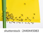 Yellow sticky paper with trapped fungus gnats closeup