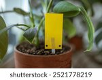 Yellow sticky trap closeup. Non-toxic flypaper for Sciaridae insect pests around potted Philodendron houseplant on windowsill at home. Eco plant pest control indoor. 