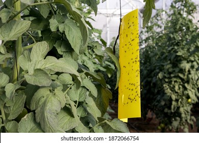 Yellow sticky whitefly trap with many flies caught on a tomato crop - Shutterstock ID 1872066754