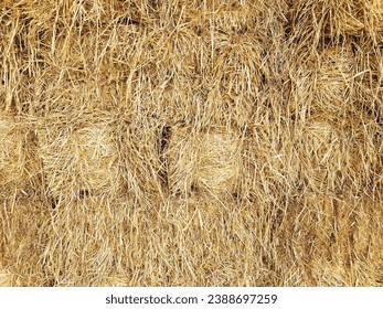 Yellow straw pattern background, stack of straw texture image, straw textured wallpaper or straw bale harvesting - Hay background or Haybale surface, hay prepared for feed the animal at farm in winter