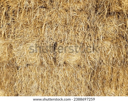 Yellow straw pattern background, stack of straw texture image, straw textured wallpaper or straw bale harvesting - Hay background or Haybale surface, hay prepared for feed the animal at farm in winter