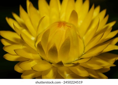 The Yellow Strawflower, also known as Helichrysum bracteatum or Xerochrysum bracteatum, is a flowering plant native to Australia. - Powered by Shutterstock