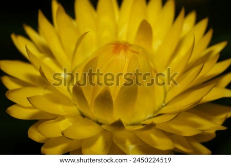 Similar – Image, Stock Photo Close-up view to blooming blue onion flower (Allium)