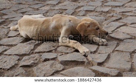 a yellow street dog puppy lying on a floor in Mindelo, on the island Sao Vicente, Cabo Verde