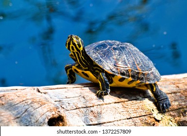 Cooter Images, Stock Photos & Vectors | Shutterstock