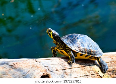 Cooter Images, Stock Photos & Vectors | Shutterstock