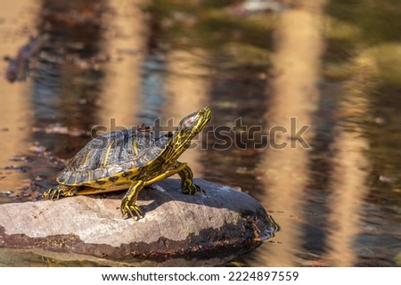 A yellow striped freshwater turtle, the orange-eared turtle, sits on a rock on the pond.