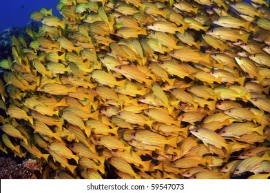 Yellow Striped Snappers Are An Invasive Species From Fiji