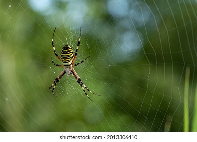 1,104 Zebra spider Images, Stock Photos & Vectors | Shutterstock