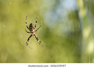 Yellow striped spider outside in nature in her spider web. Argiope bruennichi also called zebra, tiger, silk ribbon, wasp spider in front of blurred background - Powered by Shutterstock