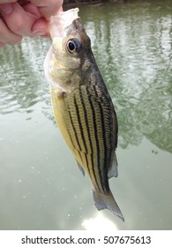 A Yellow Stripped Bass