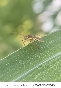 Yellow stripped Bug on a leaf 