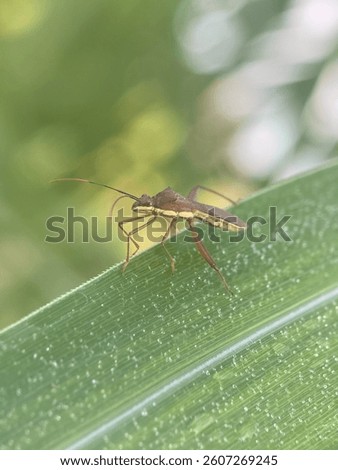 Yellow stripped Bug on a leaf 