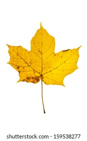 Yellow Sugar Maple Leaf