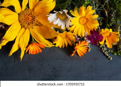 Yellow summer field flowers on a dark background. Medicinal plants