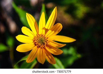 The yellow summer flower - Shutterstock ID 730571779