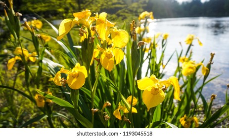Yellow summer iris pseudacorus daggars 