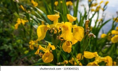 Yellow summer iris pseudacorus daggars 