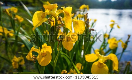 Yellow summer iris pseudacorus daggars 