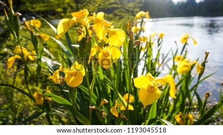 Yellow summer iris pseudacorus daggars 