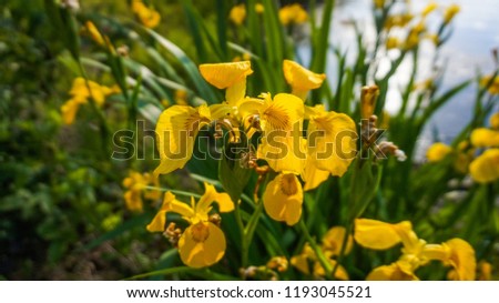 Yellow summer iris pseudacorus daggars 