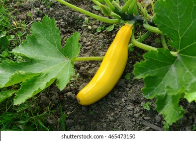 Yellow Summer Squash Growing On A Leafy Plant In A Vegetable Plot