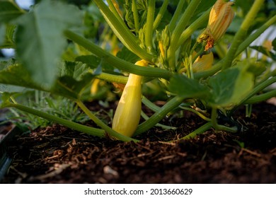 Yellow Summer Squash On The Vine