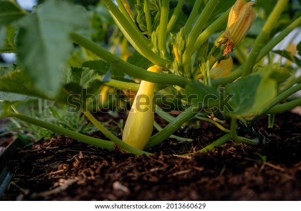 Yellow summer squash on the\
vine
