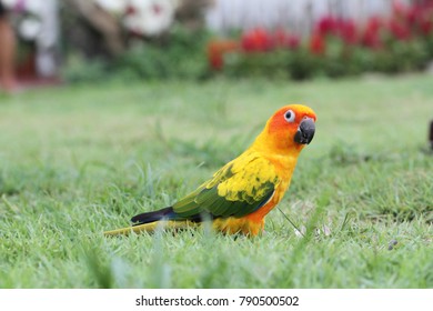 Yellow Sun Conure Parrot Bird (Psittaciformes) 