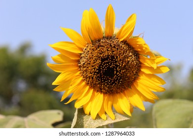 Yellow Sunflower Background Hd Sunflower Background Stock Photo