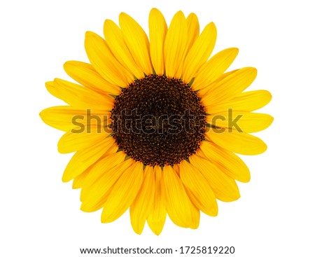 yellow sunflower bloom isolated on white