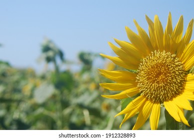 ひまわり畑 夏 青空 の画像 写真素材 ベクター画像 Shutterstock