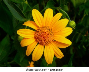 Yellow sunflower close up - Shutterstock ID 106515884